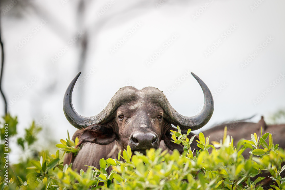 Obraz premium Cape buffalo starring at the camera.