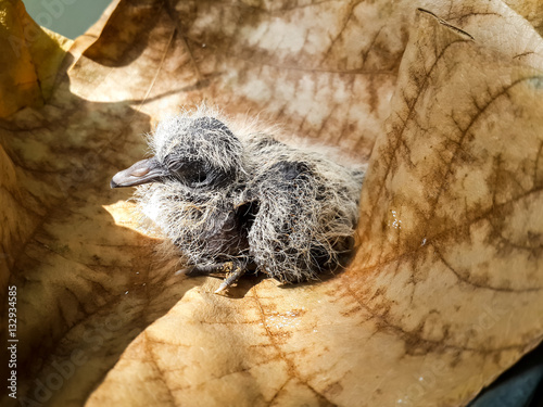 Baby spotted dove on brown leaf