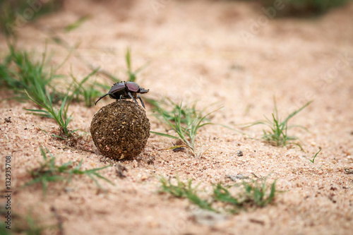 Obraz na plátne Dung beetle rolling a ball of dung.