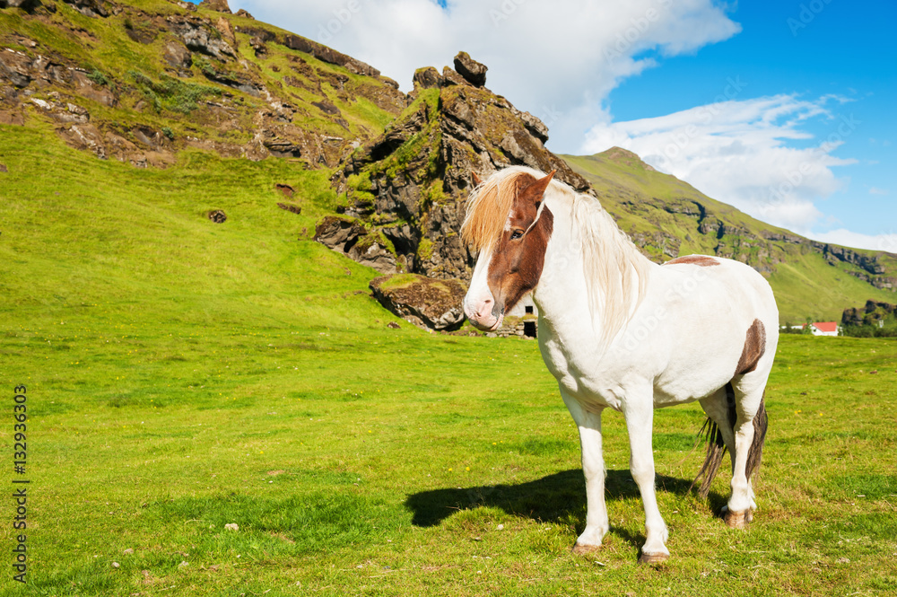 Beautiful white icelandic horse on the green field