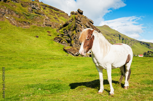 Beautiful white icelandic horse on the green field