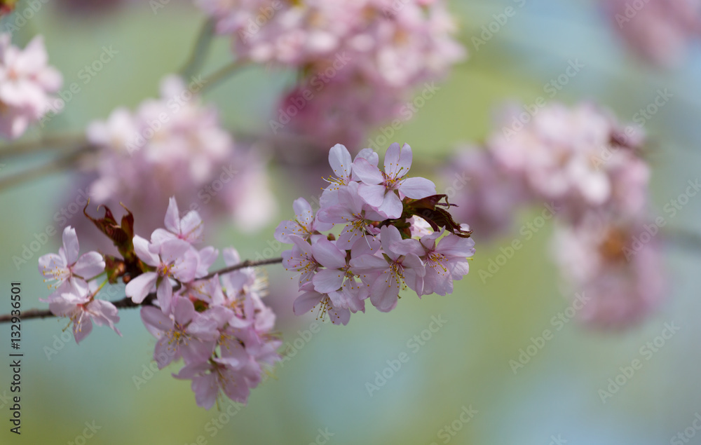 Oriental cherry branches with small pink flowers Oriental cherry branches with small pink flowers