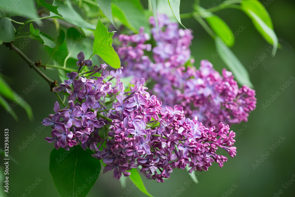 Branch of blossoming violet lilac close up Branch of blossoming violet lilac close up