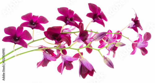 purple Orchid flower isolated on white background