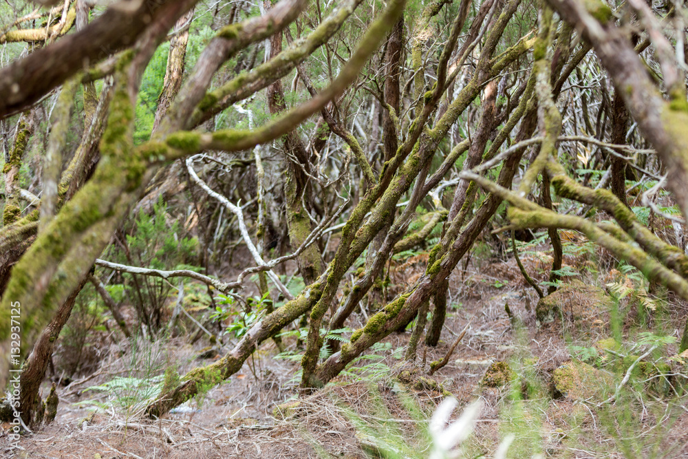 Tropical forest in the mountains on Madeira island . Portugal Tropical forest in the mountains on Madeira island . Portugal