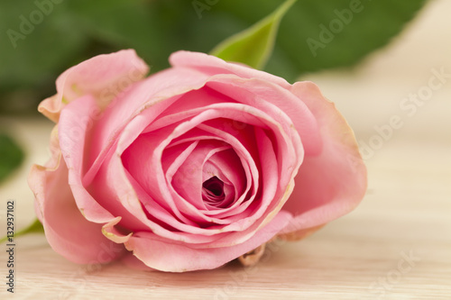 rosa Rose auf einem Holzhintergrund