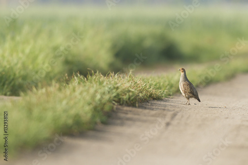 agricultural field © TSpider