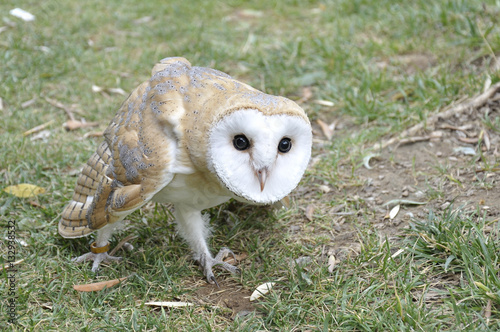 One barn owl (Tyto alba) chick