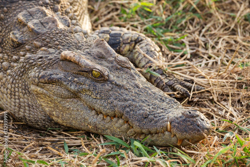 wildlife crocodile crouching on grass and waiting to hunt. 