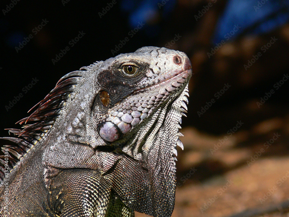 Obraz premium iguana