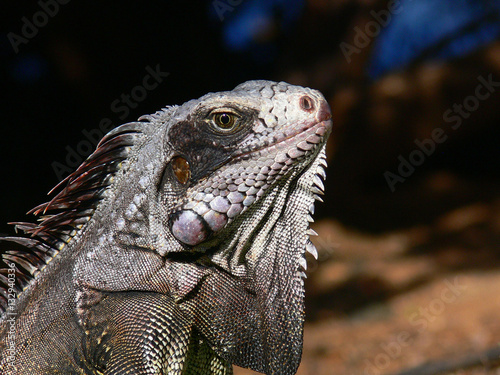 iguana