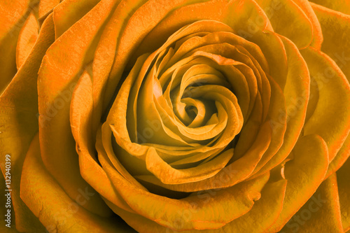 Yellow rose petals as background