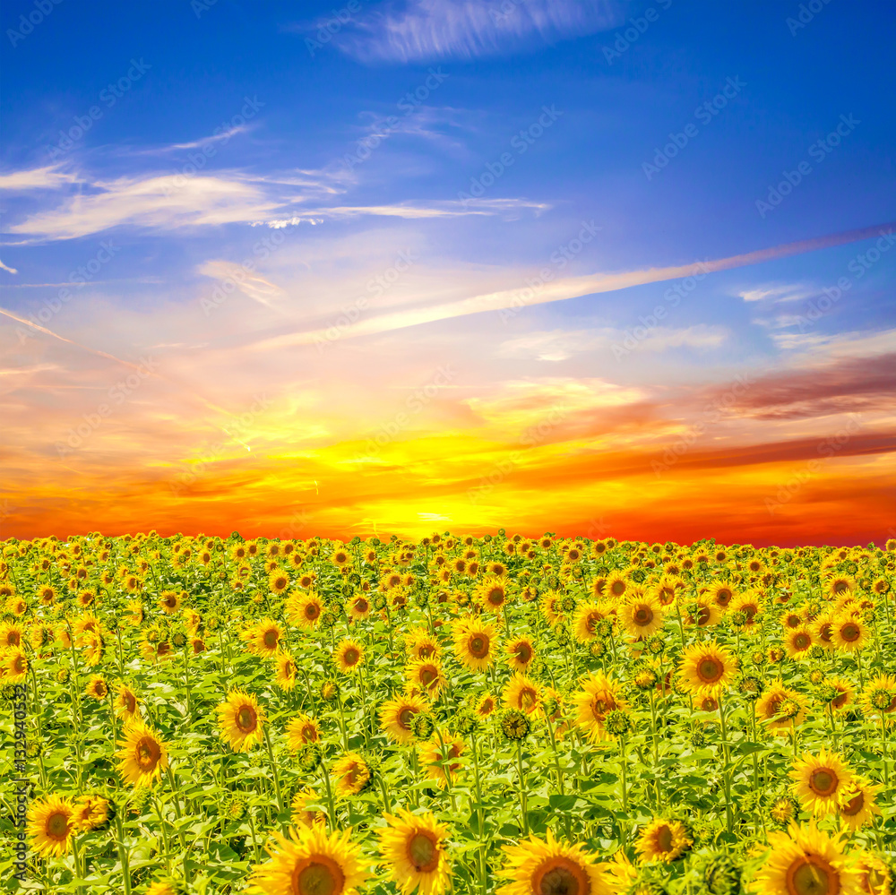 Obraz premium Summer landscape: beauty sunset over sunflowers field