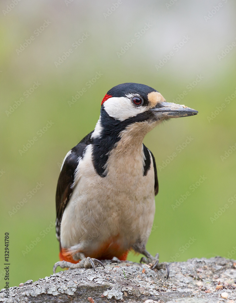 Great spotted woodpecker (Dendrocopos major). Great spotted woodpecker (Dendrocopos major).