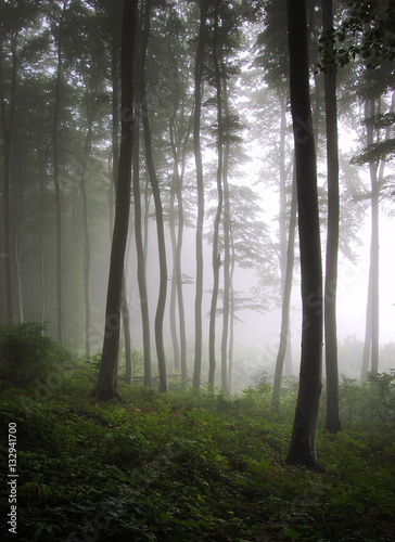 trees at the edge of green misty forest, natural landscape