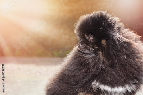 Pomeranian dog enjoys sunshine
