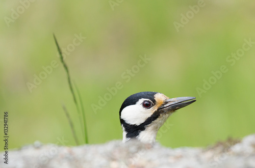 Great spotted woodpecker (Dendrocopos major) . © svenaw
