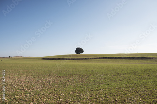 Tree alone