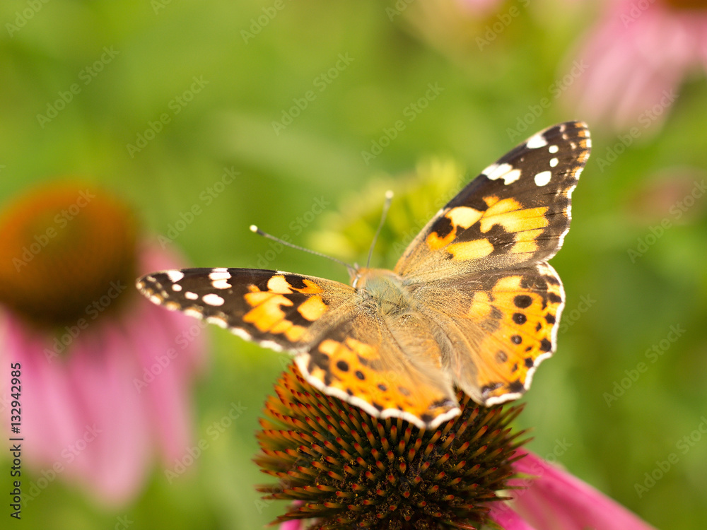 Echinacea and colorful butterfly in the garden Echinacea and colorful butterfly in the garden