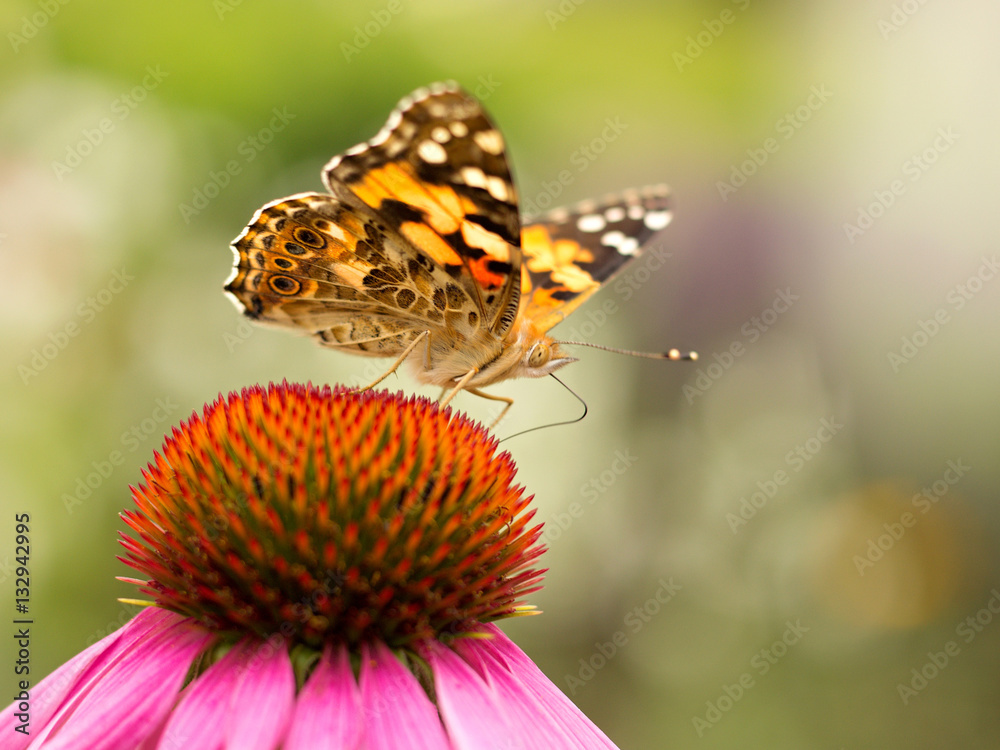 Echinacea and colorful butterfly in the garden Echinacea and colorful butterfly in the garden
