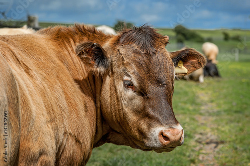Relaxed Cow