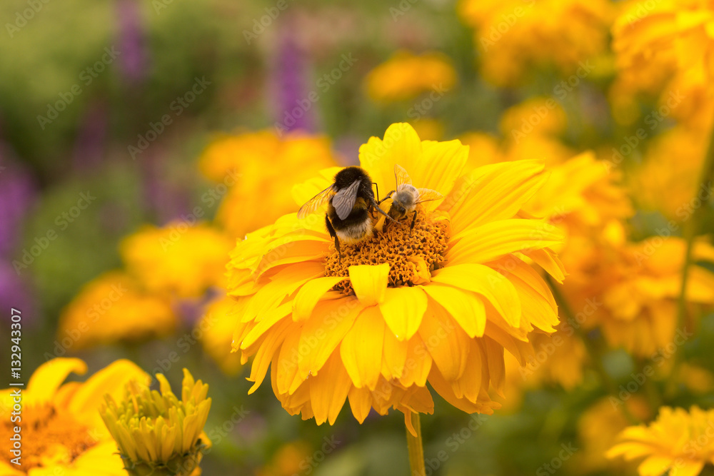 yellow flowering perennial (Heliopsis) in the garden yellow flowering perennial (Heliopsis) in the garden