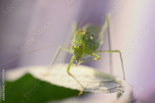 green grasshopper resting on a leaf © perfidni1