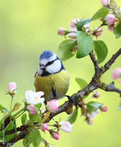 Eurasian blue tit on a branch