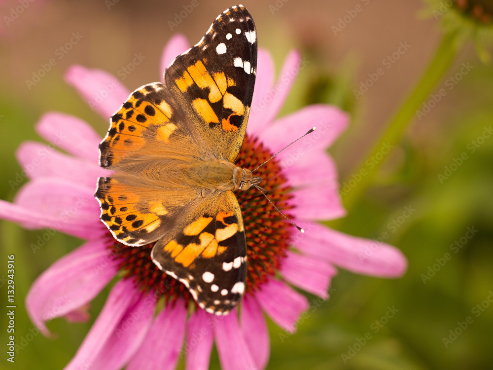 Echinacea and colorful butterfly in the garden Echinacea and colorful butterfly in the garden