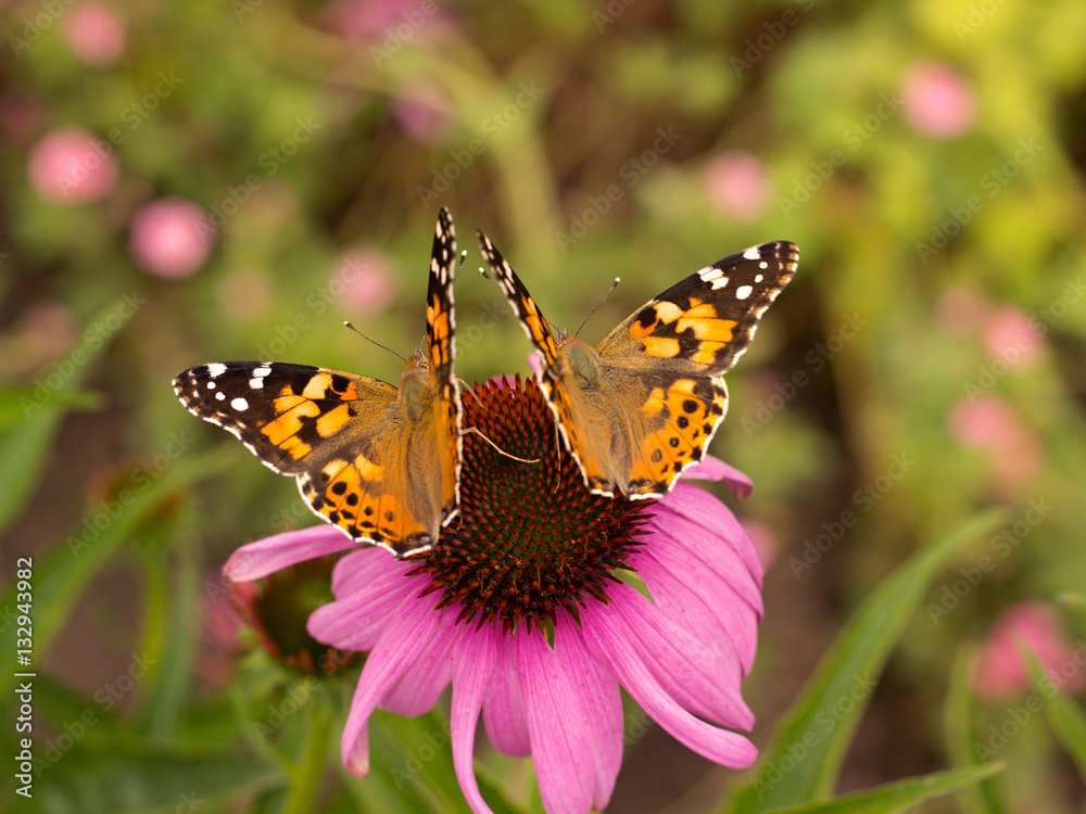 Fototapeta premium Echinacea and colorful butterfly in the garden