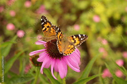 Echinacea and colorful butterfly in the garden