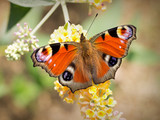 colored butterfly (Aglais io) on a butterfly bush
