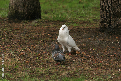 фотографія Pigeons' marriage games