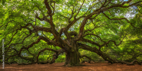 Fényképezés Angel Oak Tree Panorama