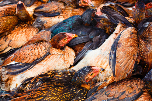 Hens on a farm. Organic chicken. Food background. © Tim UR