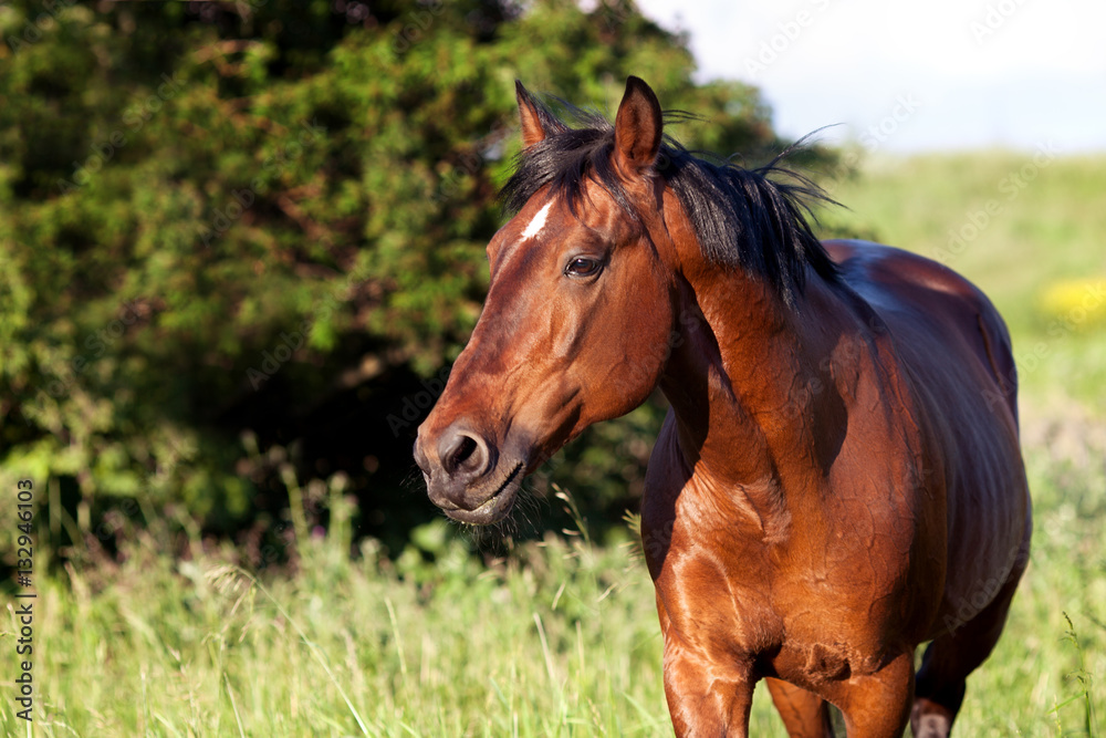 Bay horse on a background of green grass Bay horse on a background of green grass