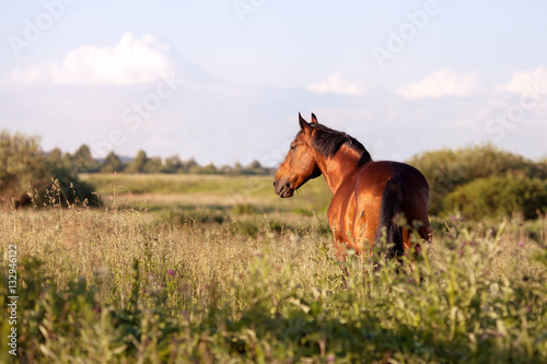 Bay horse on a green background looking into the distance
