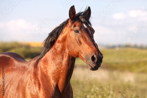 Fototapeta Naklejka Na Ścianę i Meble -  Portrait of a bay horse on  background  field