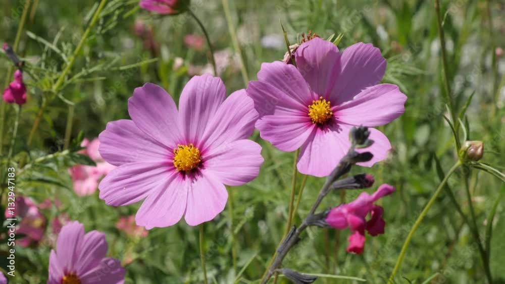 Pink autumn flower Cosmos bipinnatus in the garden close-up 4K 2160p 30fps UltraHD footage - Mexican aster plant in natural environment 3840X2160 UHD video Pink autumn flower Cosmos bipinnatus in the garden close-up 4K 2160p 30fps UltraHD footage - Mexican aster plant in natural environment 3840X2160 UHD video