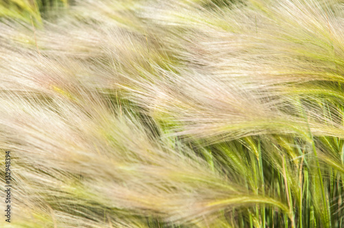 feather grass, mat grass photo