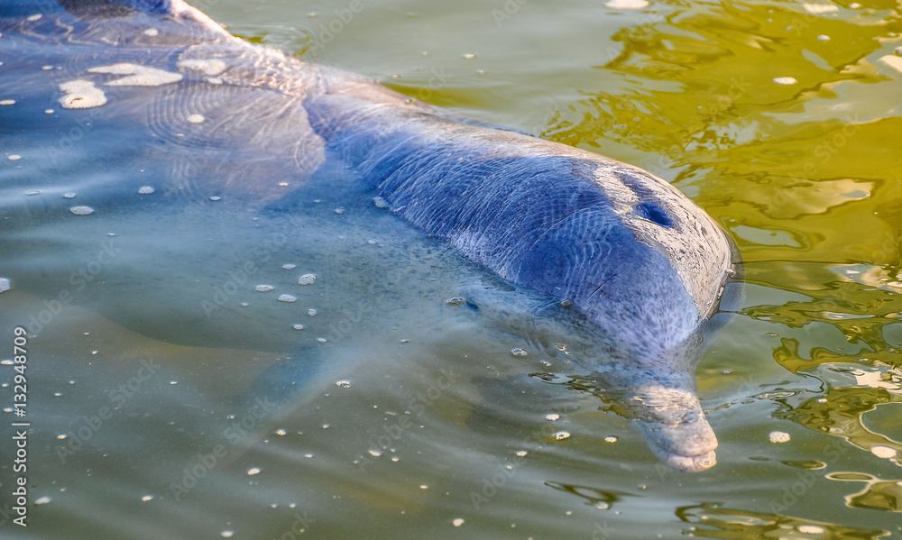 Obraz premium Estuary dolphin in Tin Can Bay, Australia