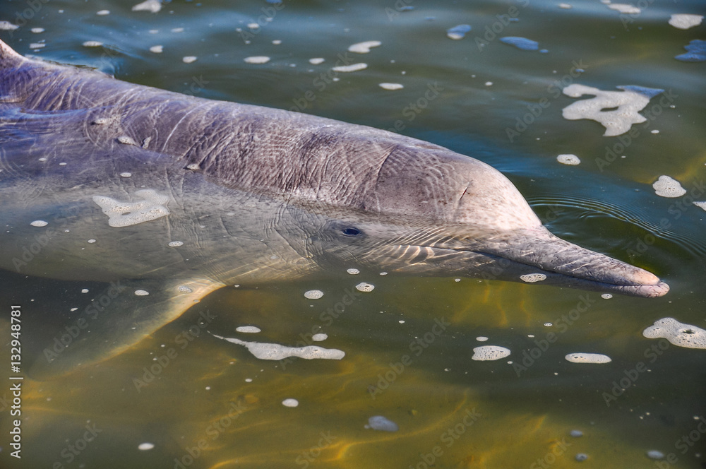Fototapeta premium Estuary dolphin in Tin Can Bay, Australia