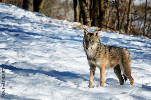 Young italian wolf  canis lupus italicus  in wildlife centre  Uomini e lupi  of Entracque  Maritime Alps Park  Piedmont  Italy 