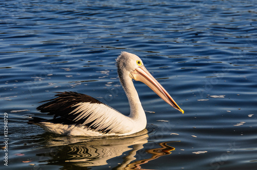 Pelican swimming in Tin Can Bay, Australia