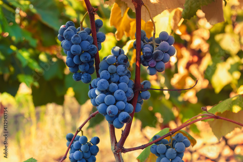 Ripe grapes ready for harvesting