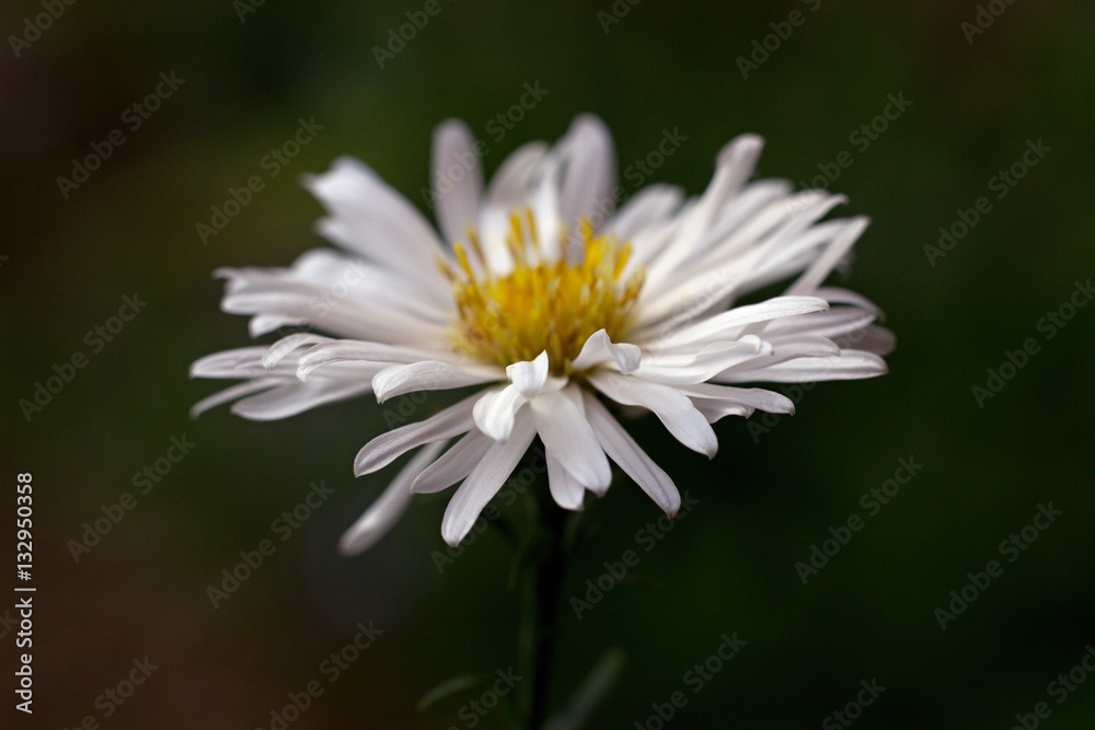 white flower on a green background white flower on a green background