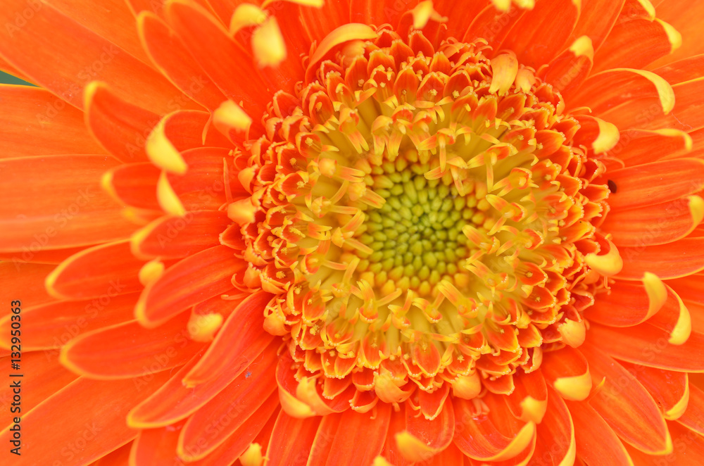 Gerbera flower in a garden Gerbera flower in a garden