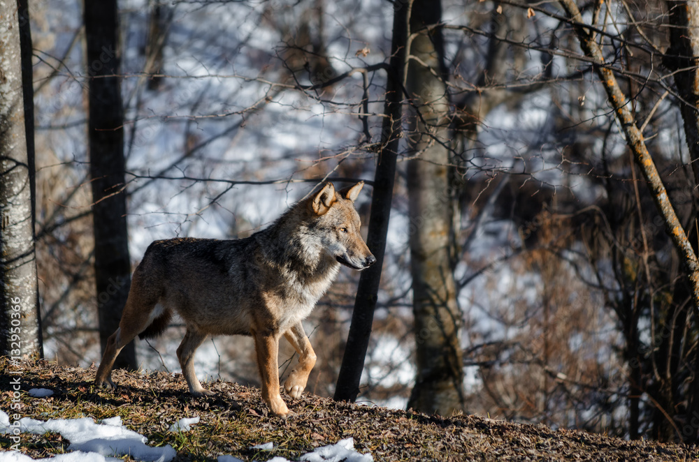 Fototapeta premium Male italian wolf (canis lupus italicus) in wildlife centre 