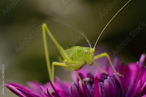 green grasshopper resting on a osteospermum