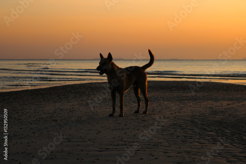 The dog with sunset at nathon beach samui island. 